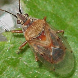 Kleidocerys resedae